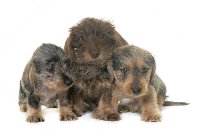 钢毛德国猎犬,小狗,三只动物,褐色,水平画幅,小的,无人,白色背景,兔子,背景分离
