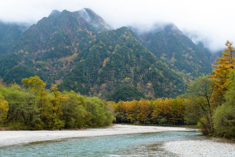 云,松树,山脉,秋天,特写,湖,日本,黄金,树