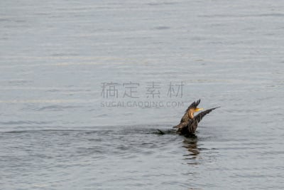 双冠鸬鹚,翅膀,留白,野生动物,美国,水平画幅,秋天,无人,海港,鸟类