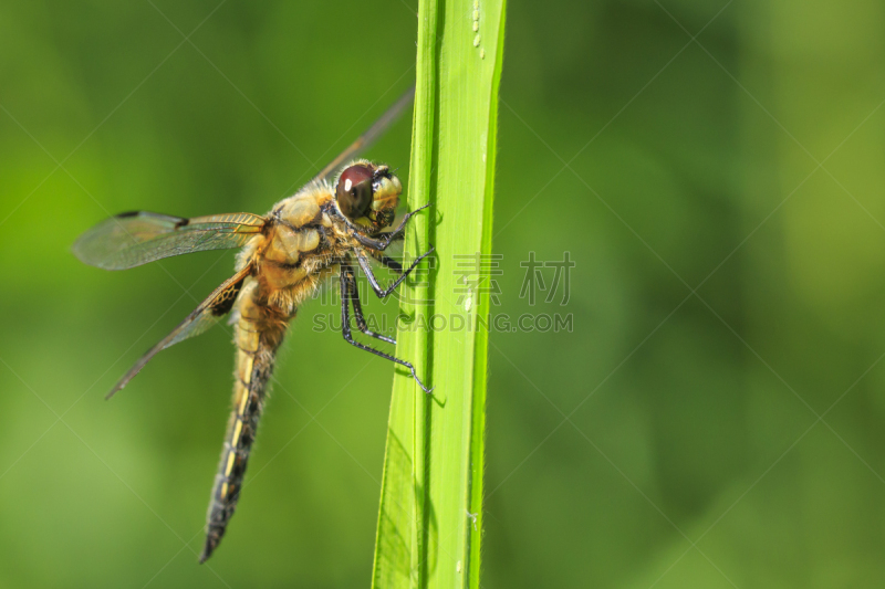 蜻蜓,昆虫,特写,斑点,四只动物,blue darter dragonfly,背景分离,野生动物,肖像,环境