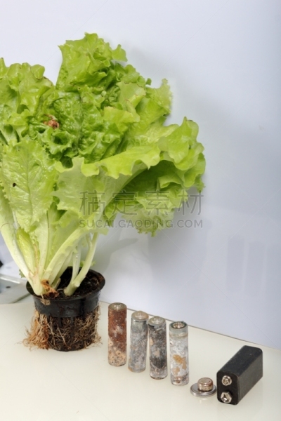 环境保护,电池,循环利用,地球日,锅,莴苣,绿色,活力,农业,有毒废物