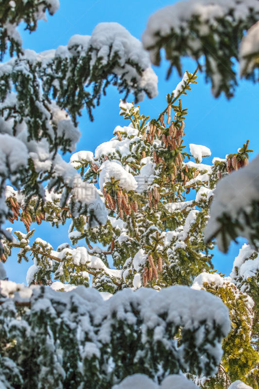 雪,针叶树,太阳,沃尔夫拉茨豪森,垂直画幅,冬天,图像,美,日光,常绿树