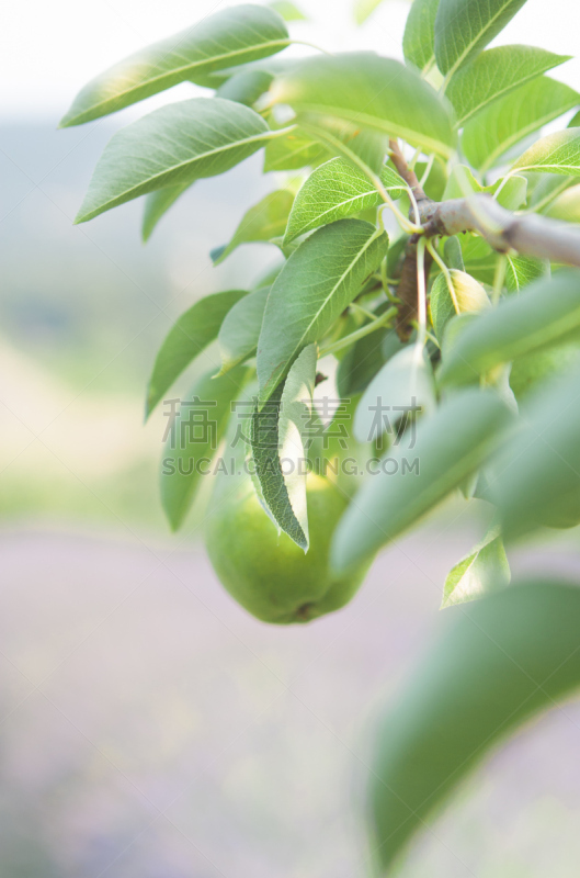 梨,枝,垂直画幅,图像聚焦技术,选择对焦,绿色,水果,无人,散焦,bosc pear