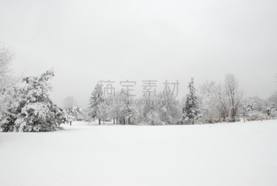 雪,弗吉尼亚松,南方红橡,水平画幅,无人,偏远的,针叶树,白色,冬天,常绿树