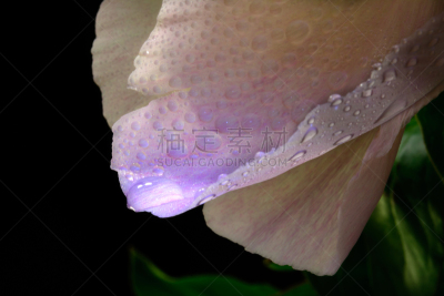 水,牡丹,水滴,花瓣,创造力,水平画幅,无人,夏天,特写,仅一朵花