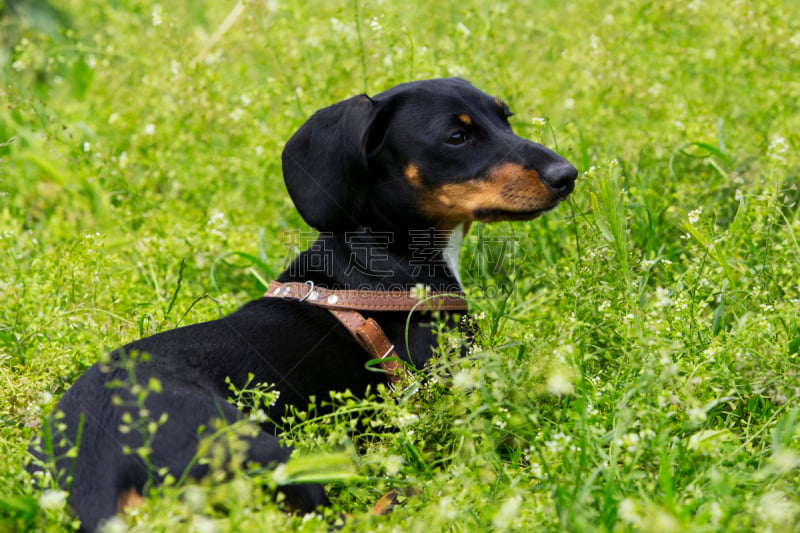 狗,纯种犬,腊肠犬,褐色,水平画幅,进行中,动物身体部位,夏天,偏远的,户外