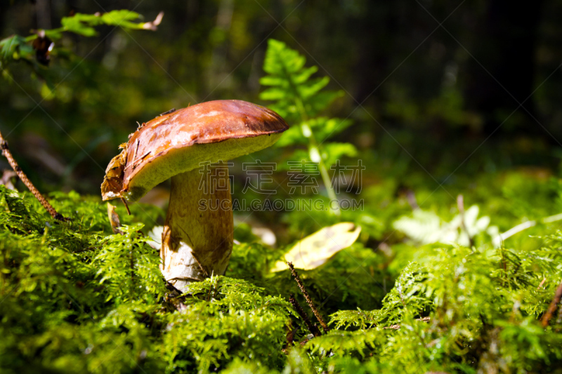 蘑菇,特写,草,食用菌,户外,一个物体,植物菌根,精神振作,Porcini Mushroom,采摘