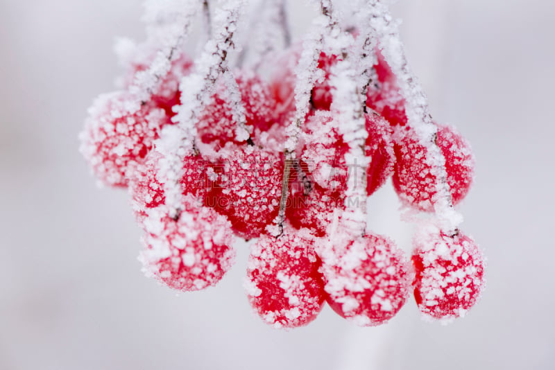 霜,浆果,冰,寒冷,纹理效果,自然界的状态,环境,雪,天气,冰柱