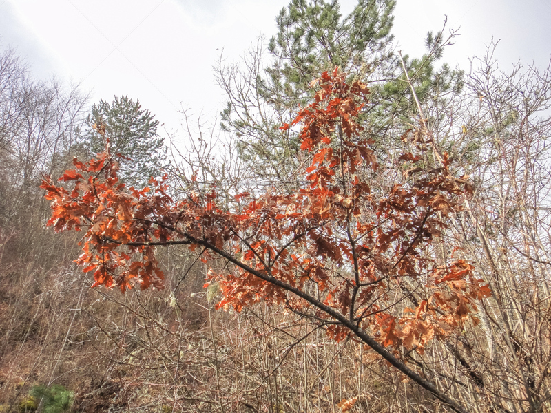 波斯尼亚和黑塞哥维那,山,森林,维谢格拉德,自然,水平画幅,户外,云景,植物,云