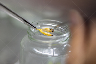 植物,微生物,实验室,技能,农业,科学实验,遗传研究,技术,泰国,细胞