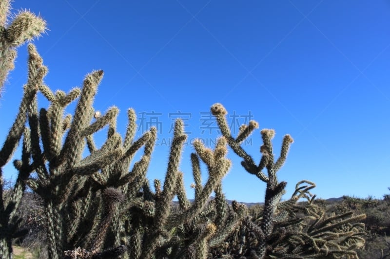 圣哈辛托山麓,求也仙人掌,鹿角卢考特角,晚樱科,活力,加利福尼亚圣塔罗莎,彩色背景,韧性,浪漫,仙人掌