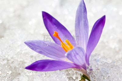 雪,特写,番红花属,春天,早晨,冰,藏红花,番红花,雪番,融化