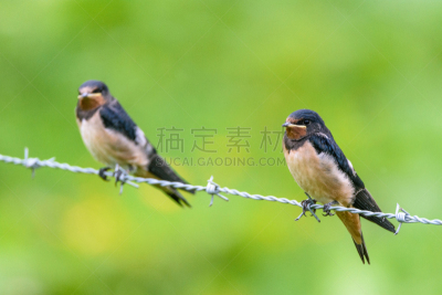 幼小动物,家燕,动物嘴,水平画幅,谷仓,燕子,无人,鸟类,动物身体部位,野外动物