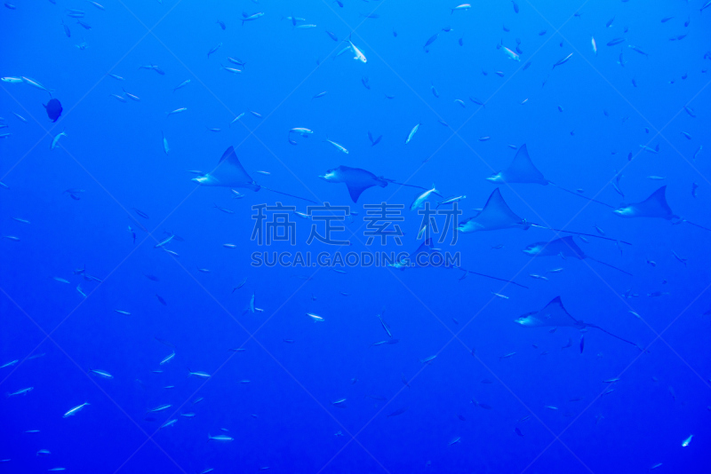 马尔代夫,大鹞鱼,eagle ray,鸡仔鱼,度假胜地,水平画幅,沙子,无人,水下,夏天