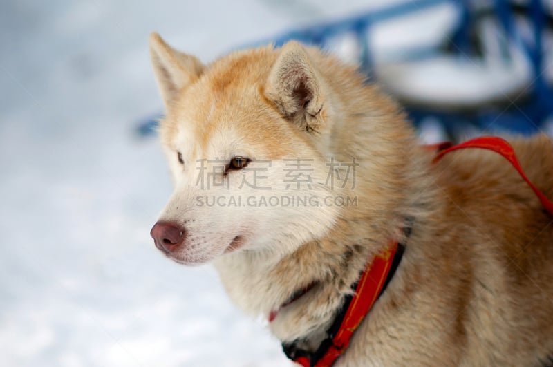 动物雪车,红色,雪橇犬,注视镜头,阿拉斯加,运动,户外,雪橇,瑞属拉普兰,北