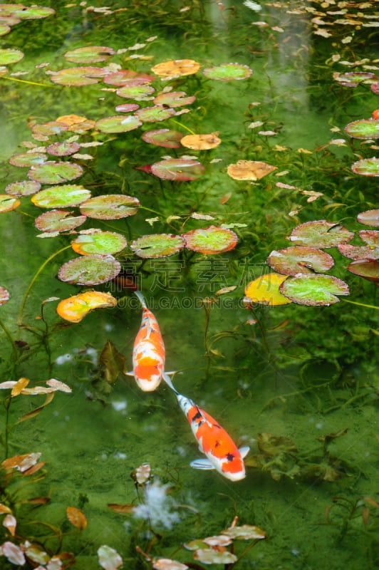 鲤鱼,锦鲤,垂直画幅,水,美,水生植物,绿色,橙色,无人,水下