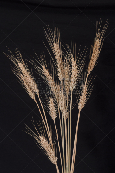 小麦,垂直画幅,褐色,纹理效果,无人,生食,膳食,组物体,干的,玉米面包