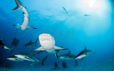 巴哈马国,礁鲨,水,水平画幅,水肺潜水,无人,水下,鲨鱼,夏天,户外