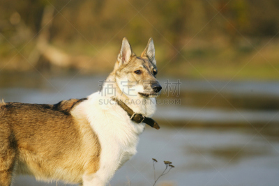 雪橇犬,户外,幼小动物,莱卡犬,自然,非都市风光,水平画幅,可爱的,快乐,秋天