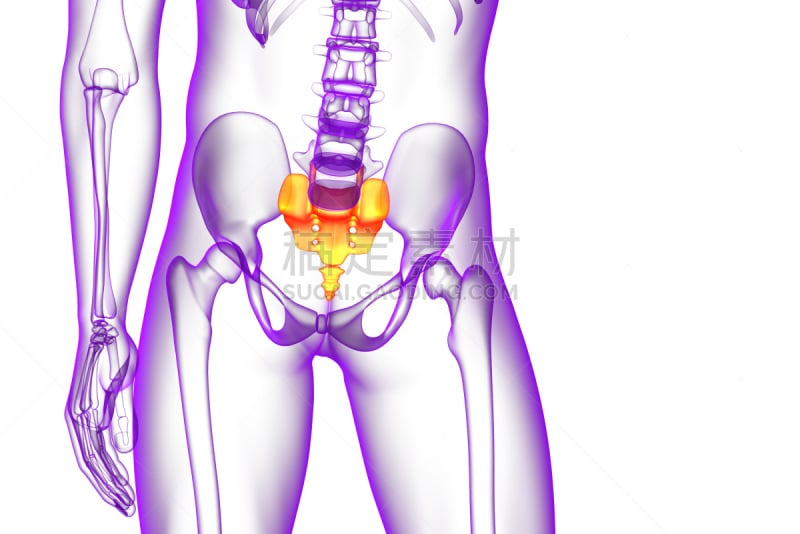 骶骨,健康保健,骨骼,三维图形,插画,尾骨,骶区,人类骨架,水平画幅,脊柱