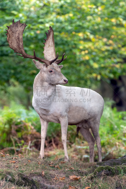 欧洲小鹿,猎狐比赛,休闲场,欧洲蕨,自然,垂直画幅,雄鹿,褐色,野生动物,秋天