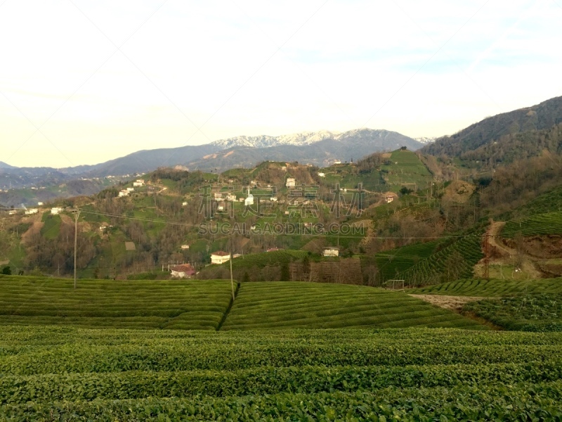 清新,红茶,乡村,茶树,农业,素食,茶叶,绿茶,菜园,环境保护