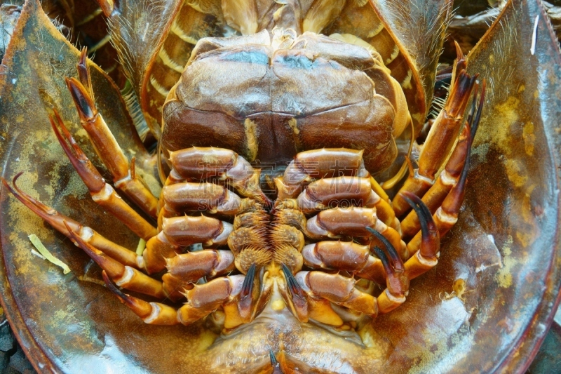 马蹄型蟹,特写,烧毁的,格子烤肉,清新,香料,烤的,热带气候,食品,野生动物