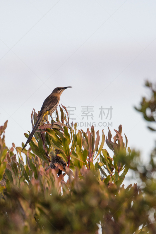 海角食蜜鸟,自然,垂直画幅,图像,普罗梯亚木,灌木,自然美,叶子,鸟类,南非