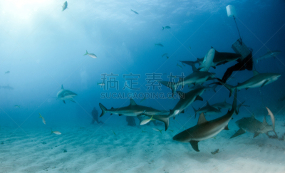巴哈马国,礁鲨,水,水平画幅,水肺潜水,无人,水下,鲨鱼,夏天,户外