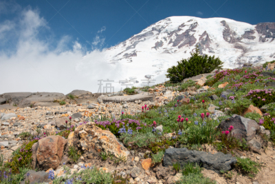 雷尼尔雪山,美国西北太平洋地区,华盛顿州,云,图像,美国,西雅图,无人,野生植物,野花
