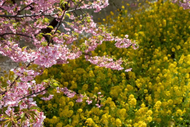 日本 樱花 市川 千叶县 城市 油菜花 川津 自然界的状态 公园 二月图片素材下载 稿定素材