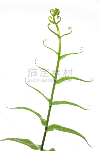 蕨类,绿色,白色背景,分离着色,蕨菜,维管束,孢子,自然,垂直画幅,无人