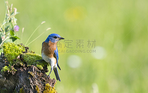 东方蓝知更鸟,鸟类,雄性动物,蓝知更鸟,生态多样性,野花,野生动物,春天,自然,留白