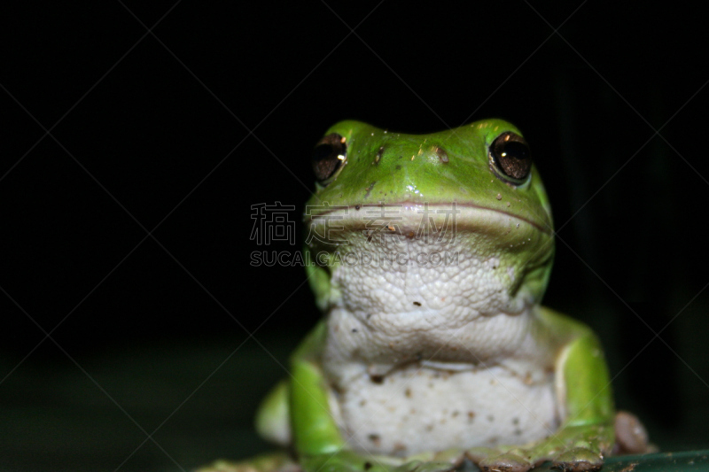 绿色,青蛙,绿树蛙,欧洲林蛙,hylidae,自然,正面视角,水平画幅,色彩鲜艳,黑色背景