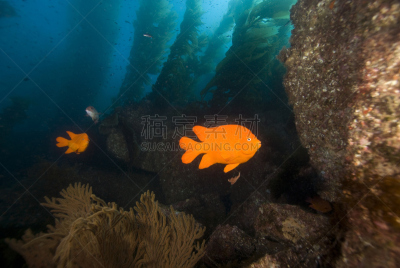 深红高雀鲷,海藻林,水平画幅,水肺潜水,圣塔卡特莱那岛,水下,加利福尼亚,岛,海洋,礁石