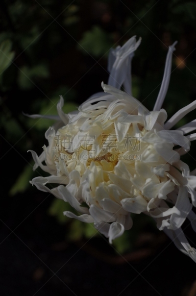 白色,菊花,江户时代,传统,清新,仅一朵花,枝繁叶茂,自然美,植物,户外