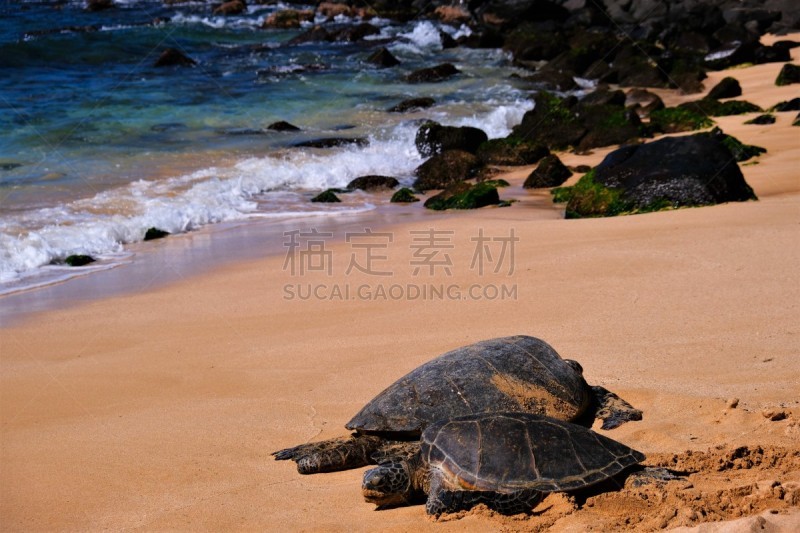 绿蠵龟,瓦胡岛,海滩,哈莱伊瓦,太阳,濒危物种,太平洋岛屿,海洋生命,热带气候,野生动物