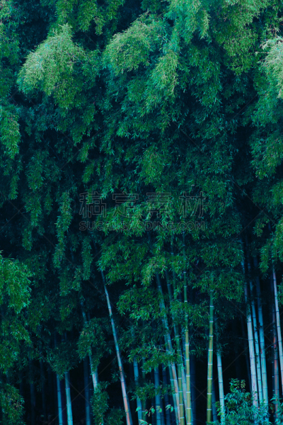 竹林,竹子叶,垂直画幅,植物,枝繁叶茂,无人,厚的,竹,摄影,生长