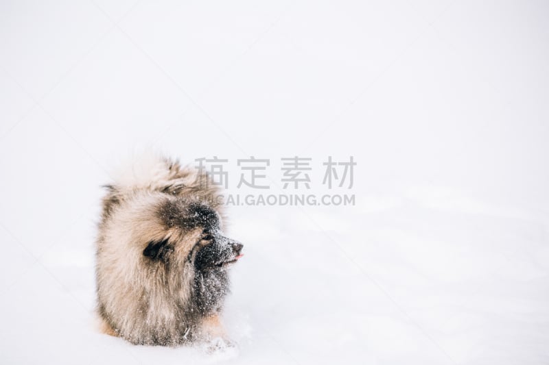 凯斯犬,进行中,雪,冬天,狗,幼小动物,公园,水平画幅,无人,户外