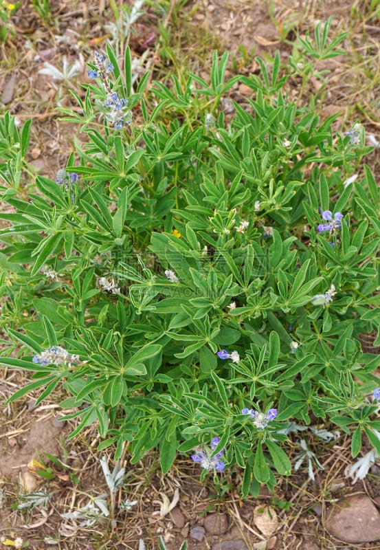 野花,紫色,自然,垂直画幅,美国,无人,户外,野生植物,特写,犹他