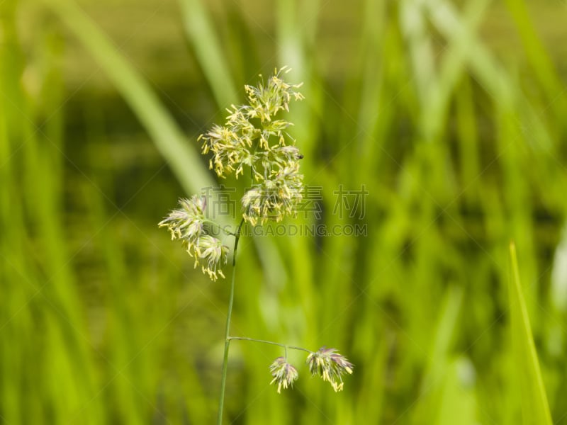 选择对焦,草,特写,仅一朵花,鸭茅,小公鸡,沙土障碍,鸭茅草,花序,野生猫科动物