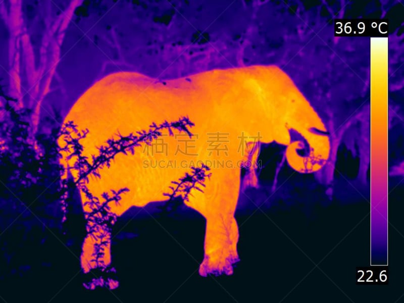 图像,野外动物,热成像,象,全球商务,灌木丛,紫色,野生动物,橙色,动物躯干
