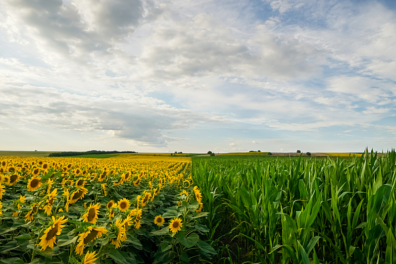 田地,玉米,向日葵,在之间,分界线,背景,云,天空,美,水平画幅