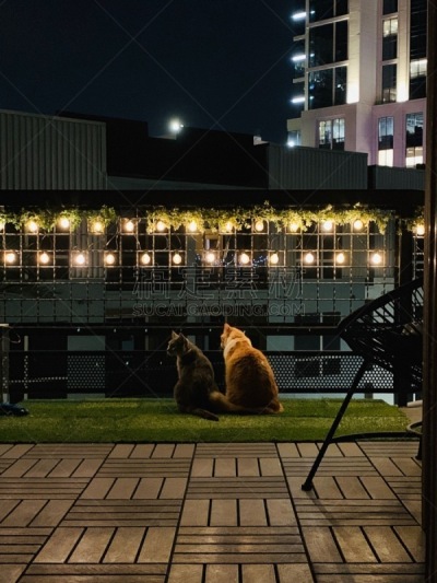猫,休斯顿市,阳台,圣诞装饰物,舒服,猫科动物,院子,休闲活动,户外,猫眼眼镜