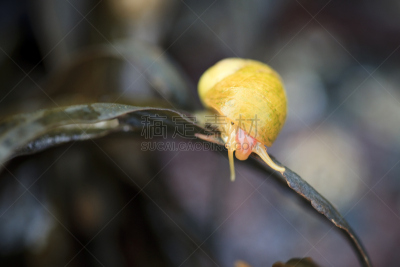 通气孔,长春花属,黄色,动物眼睛,北,马萨诸塞海湾,滨螺,眼柄,水平画幅,小的