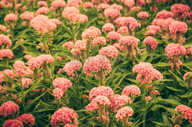 鸡冠花,仅一朵花,羊毛,橙子,芦笋蕨,自然,水平画幅,秋天,无人,夏天