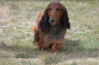 可爱的,狗,腊肠犬,宠物,热狗,纯种犬,图像,猎犬,哺乳纲,美国