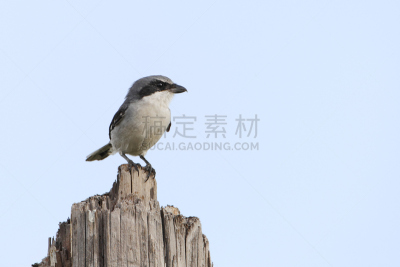 美国,半岛,德克萨斯,伯劳鸟,伯劳属,波利瓦州,天空,美,水平画幅,无人