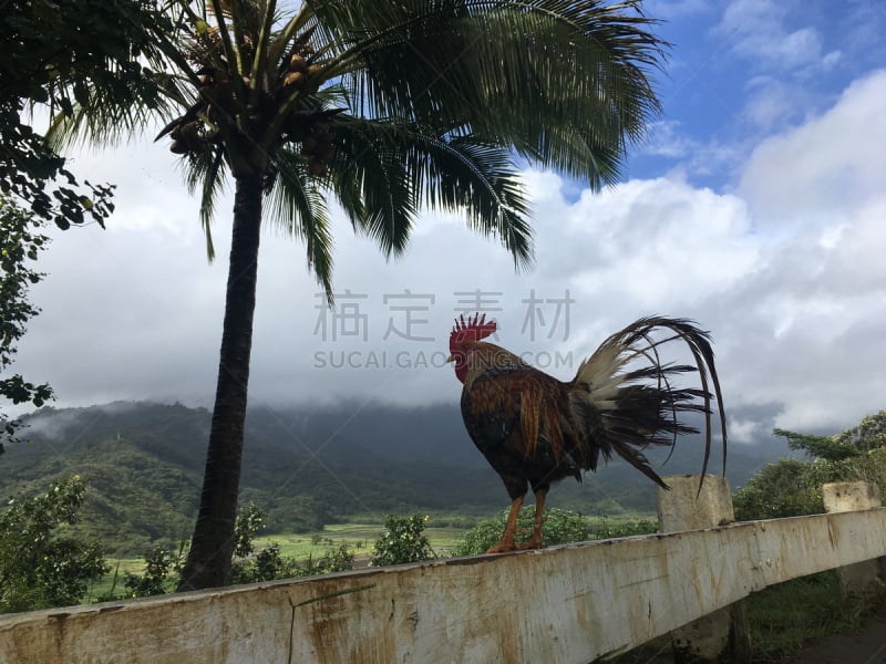 哈纳雷山谷,雨,公鸡,夏威夷,考艾岛,在上面,山,从上面看过去,美国,水平画幅