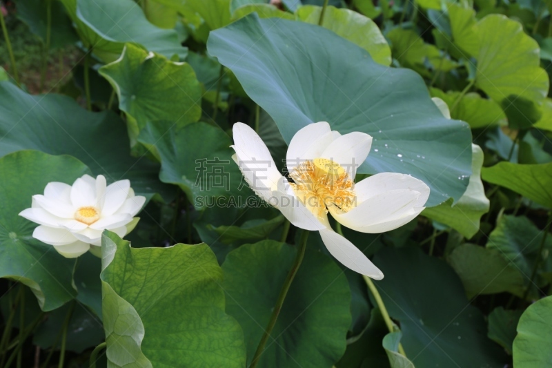 荷花,六月,水平画幅,无人,日本,户外,开花时间间隔,莲花坐式,莲藕,莲花